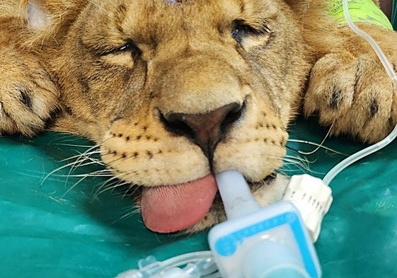 Tratamiento de dos leones de Cabárceno en León