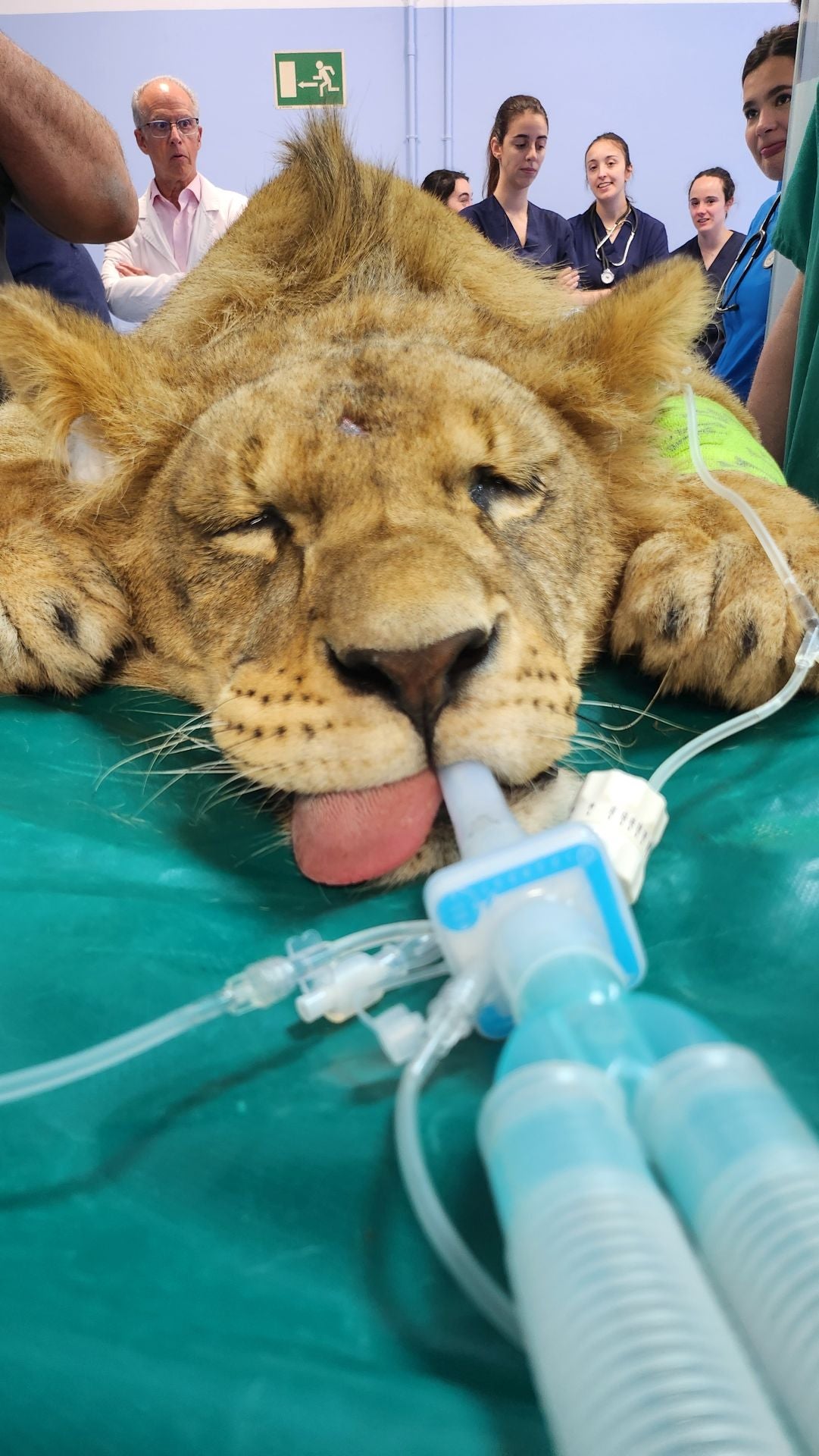 Tratamiento de dos leones de Cabárceno en León