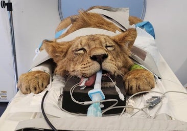 Un tratamiento pionero en León trata la cojera de Simba y Scar, dos leones de Cabárceno