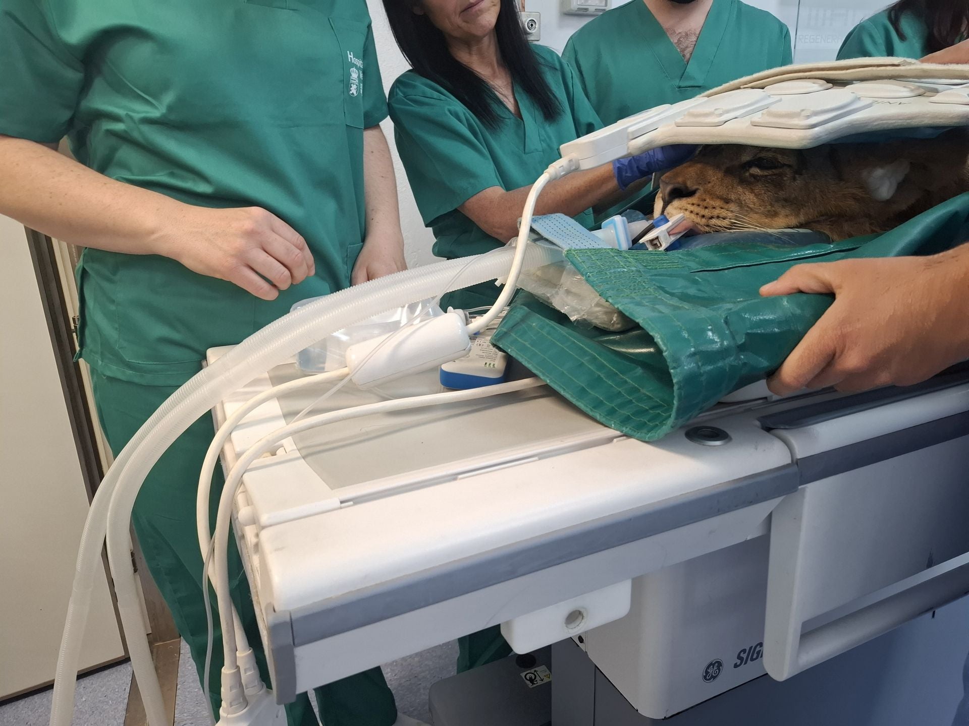 Tratamiento de dos leones de Cabárceno en León