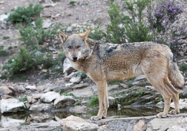 La Junta se persona contra el recurso del Defensor del Pueblo para defender la ley de gestión del lobo