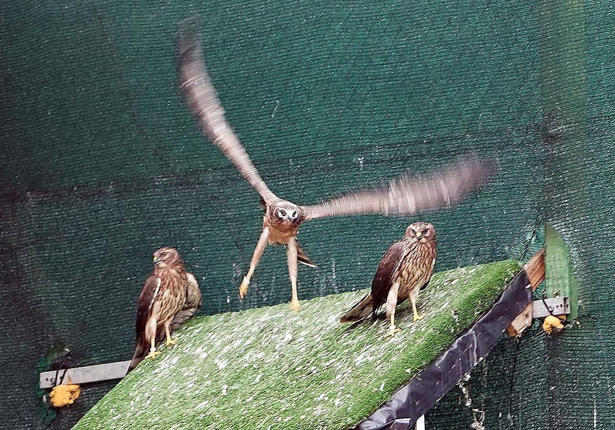 Ejemplares de aguilucho cenizo.
