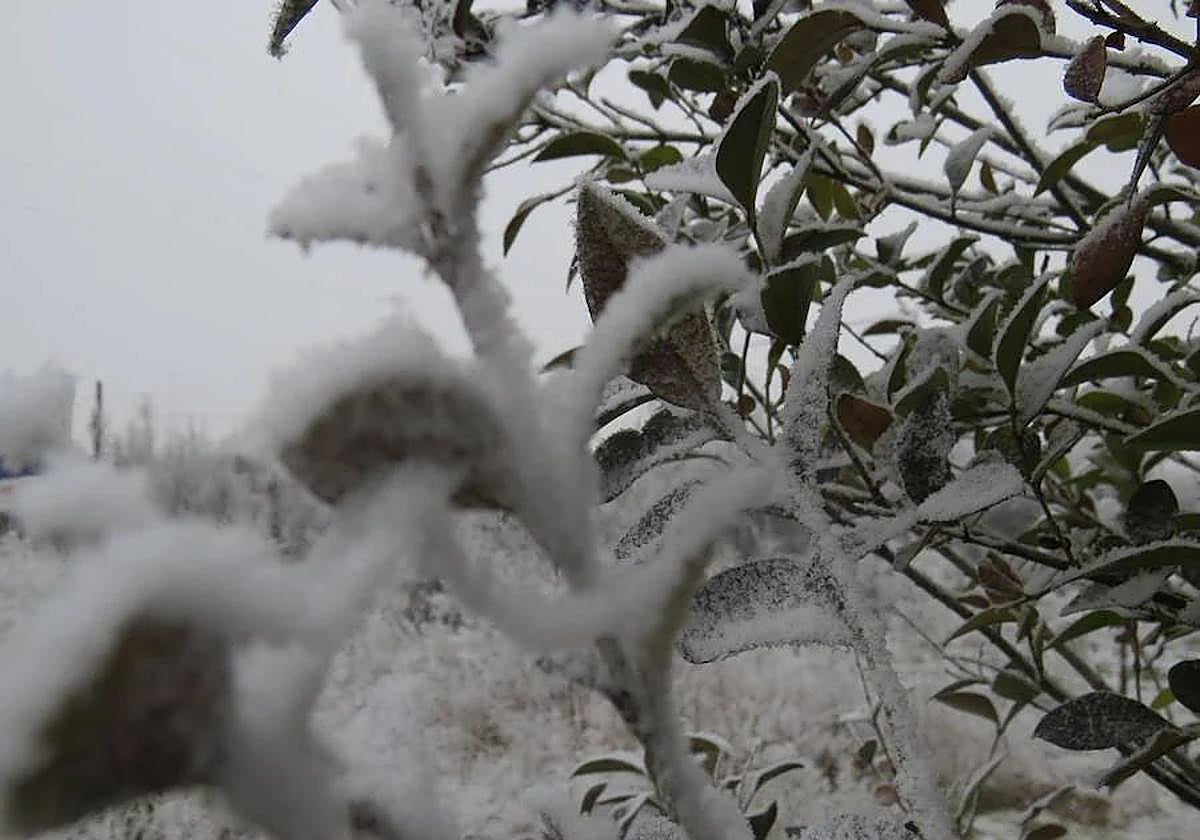 Imagen de una helada en León.