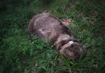 Hallan muerto a un oso en Somiedo radiomarcado por la Junta de Castilla y León