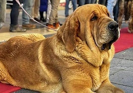 Imagen de archivo de un mastín premiado en León.