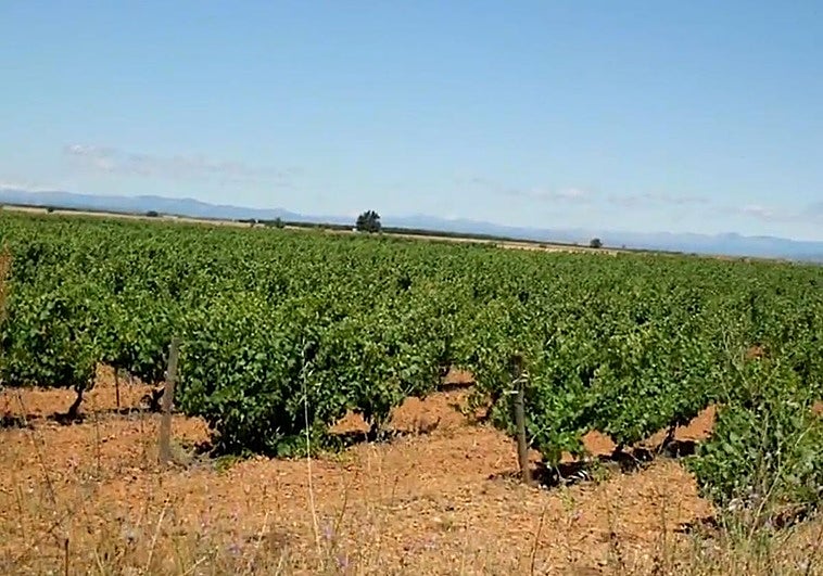 Viñedos en Valdevimbre