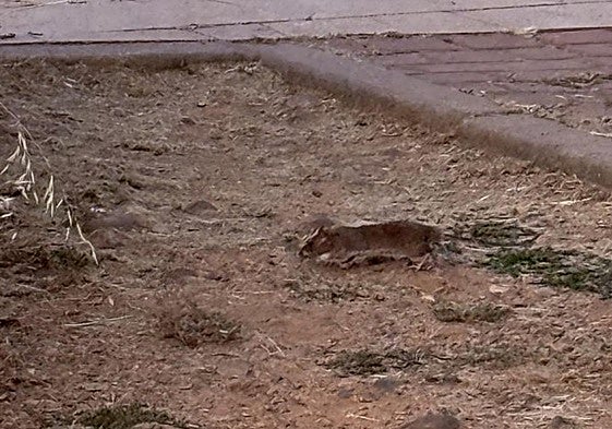 Una rata en la zona de Puerta del Pando en León.