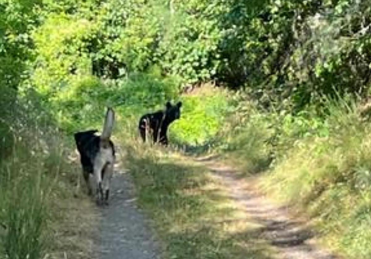 Imagen de archivo de un oso en la provincia.