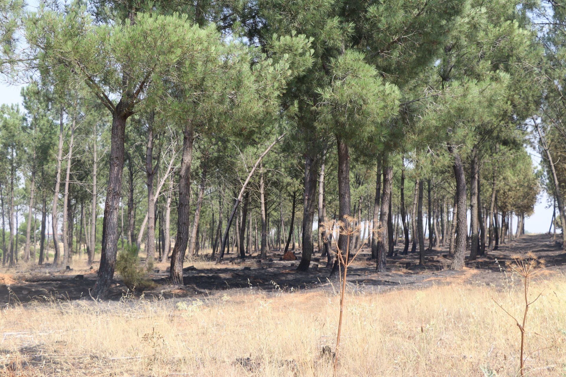 El Puesto de Mando Avanzado coordina la lucha contra el incendio de Castrocalbón