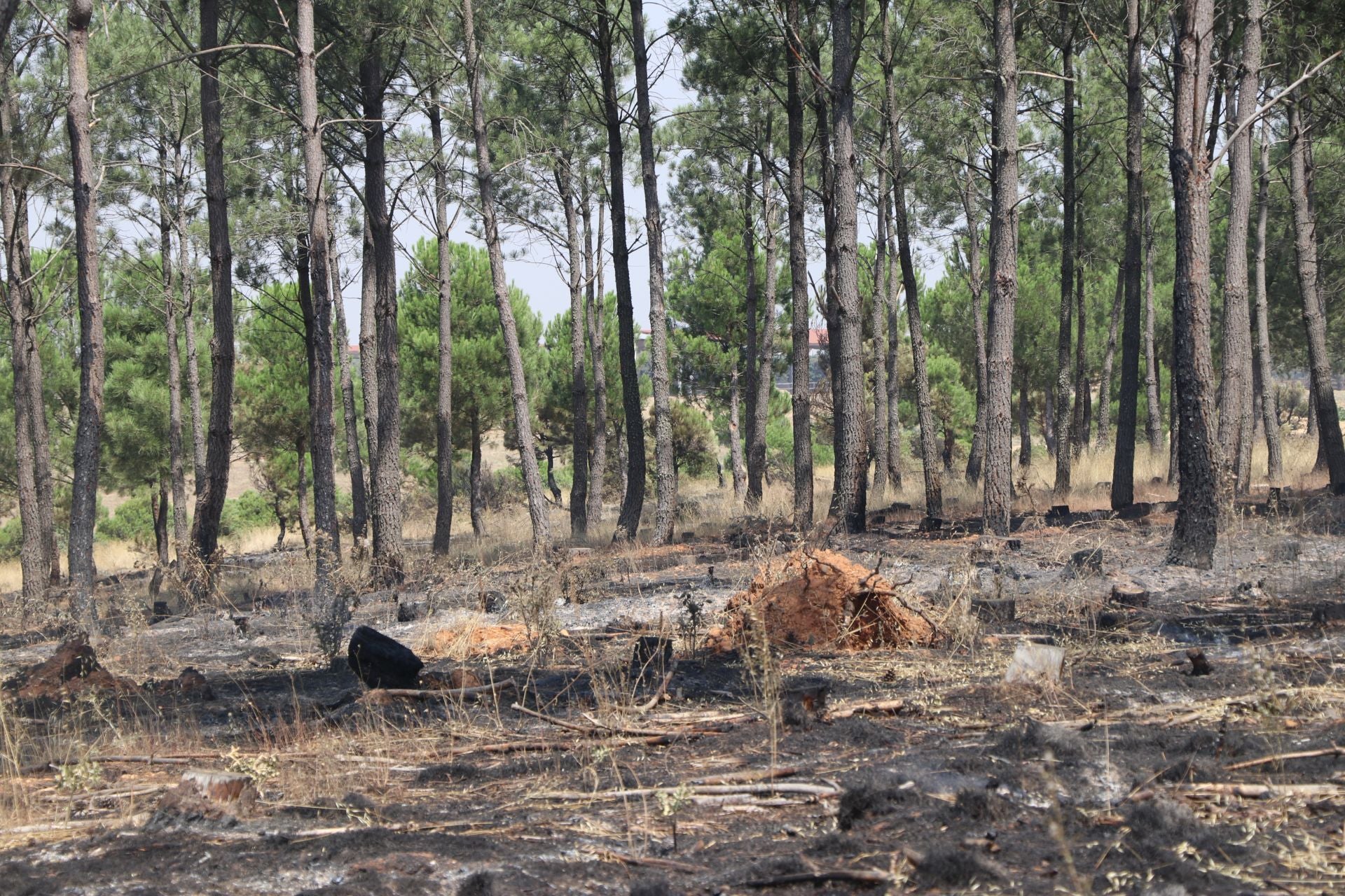 El Puesto de Mando Avanzado coordina la lucha contra el incendio de Castrocalbón