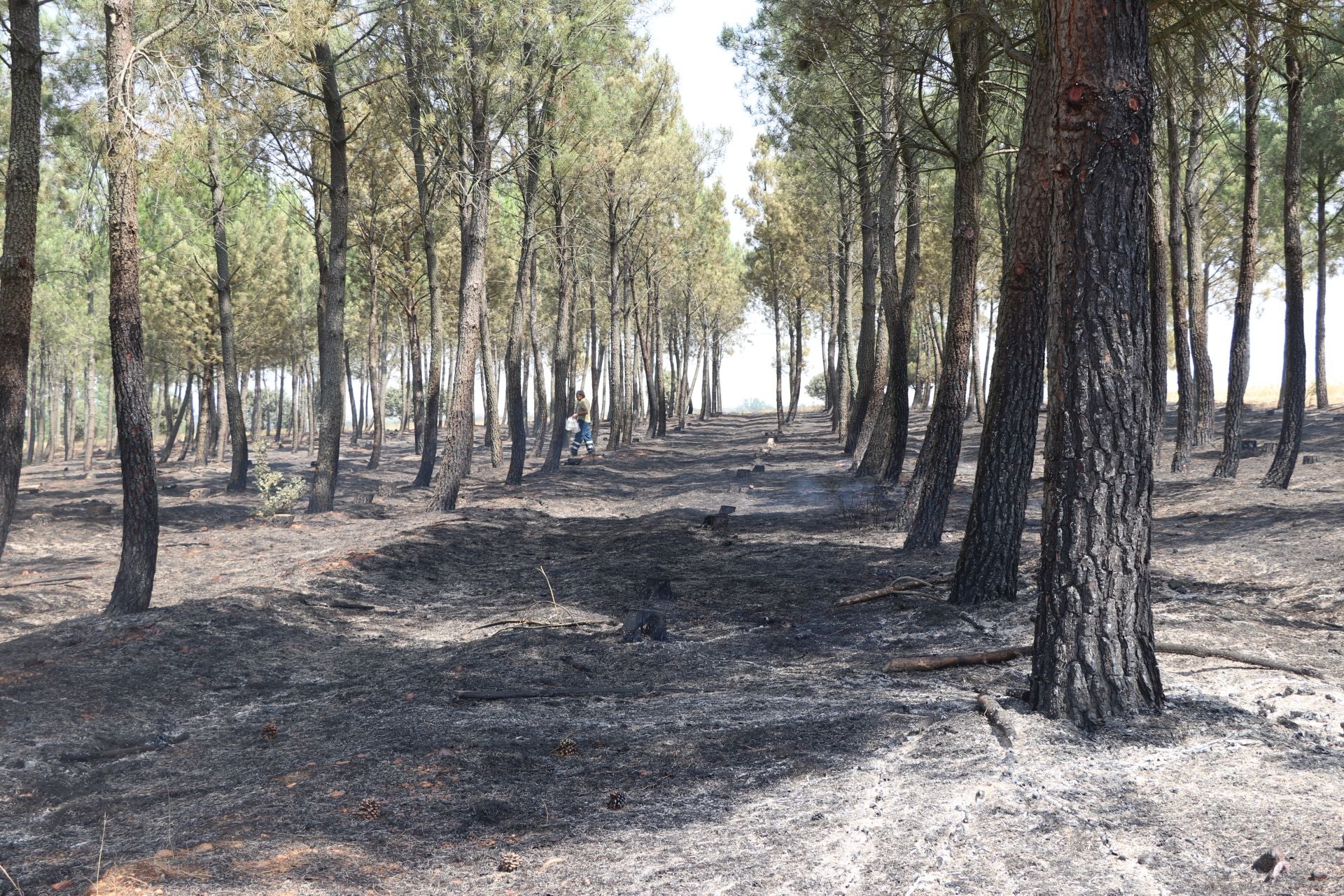 El Puesto de Mando Avanzado coordina la lucha contra el incendio de Castrocalbón