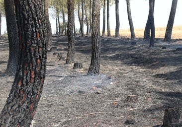 El Puesto de Mando Avanzado coordina la lucha contra el incendio de Castrocalbón