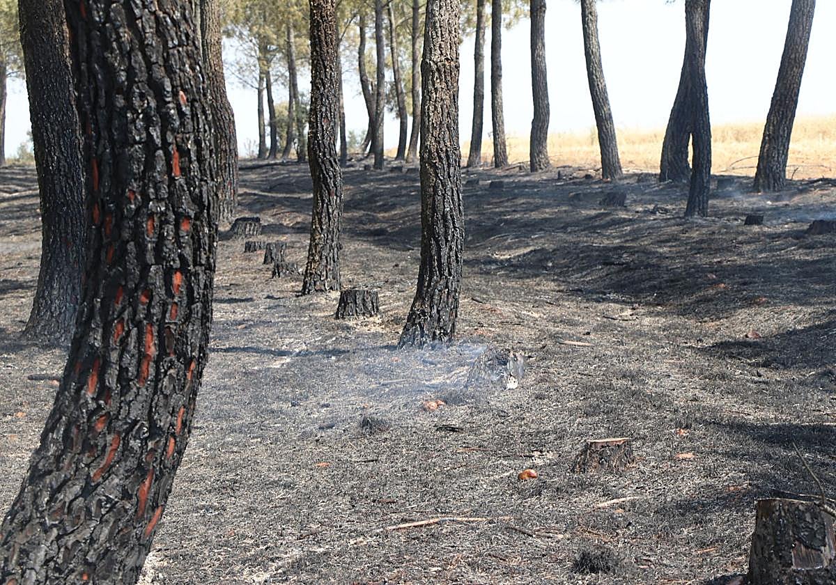 El Puesto de Mando Avanzado coordina la lucha contra el incendio de Castrocalbón