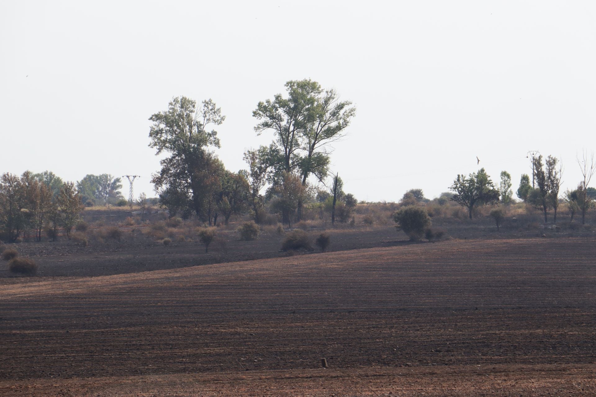 La devastación tras el fuego en Jiménez de Jamuz
