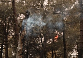 Los restos de un árbol humean en la zona