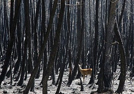 Imagen del paisaje de Castrocontrigo tras el incendio de 2012