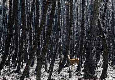 Los incendios más devastadores de León en el siglo XXI