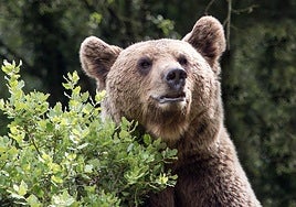 Los incendios trastocan el hábitat y las rutinas alimenticias del oso pardo en la Cordillera Cantábrica