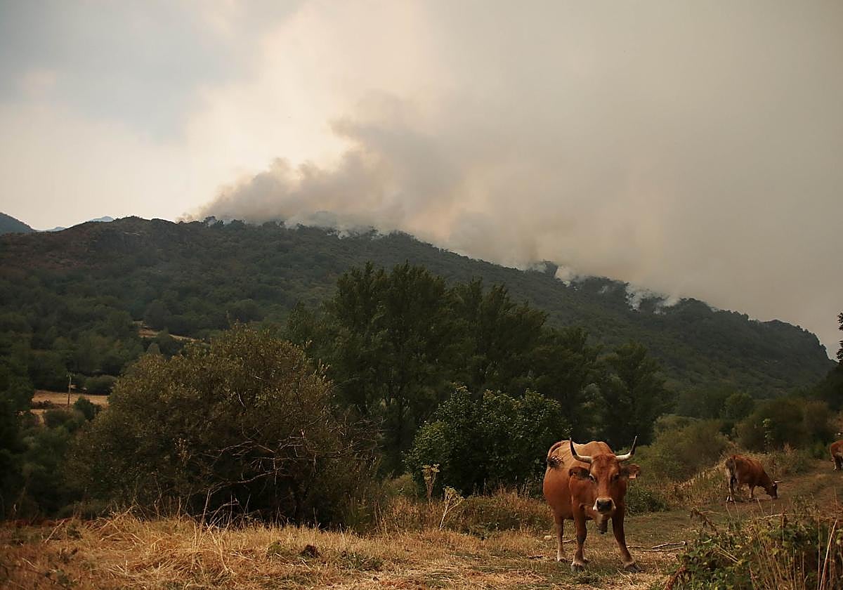 Imagen de las vacas en el monte mientras aparece el humo de fondo.