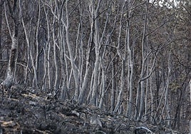 Efectos del incendio que ha afectado al municipio de Oencia (León).