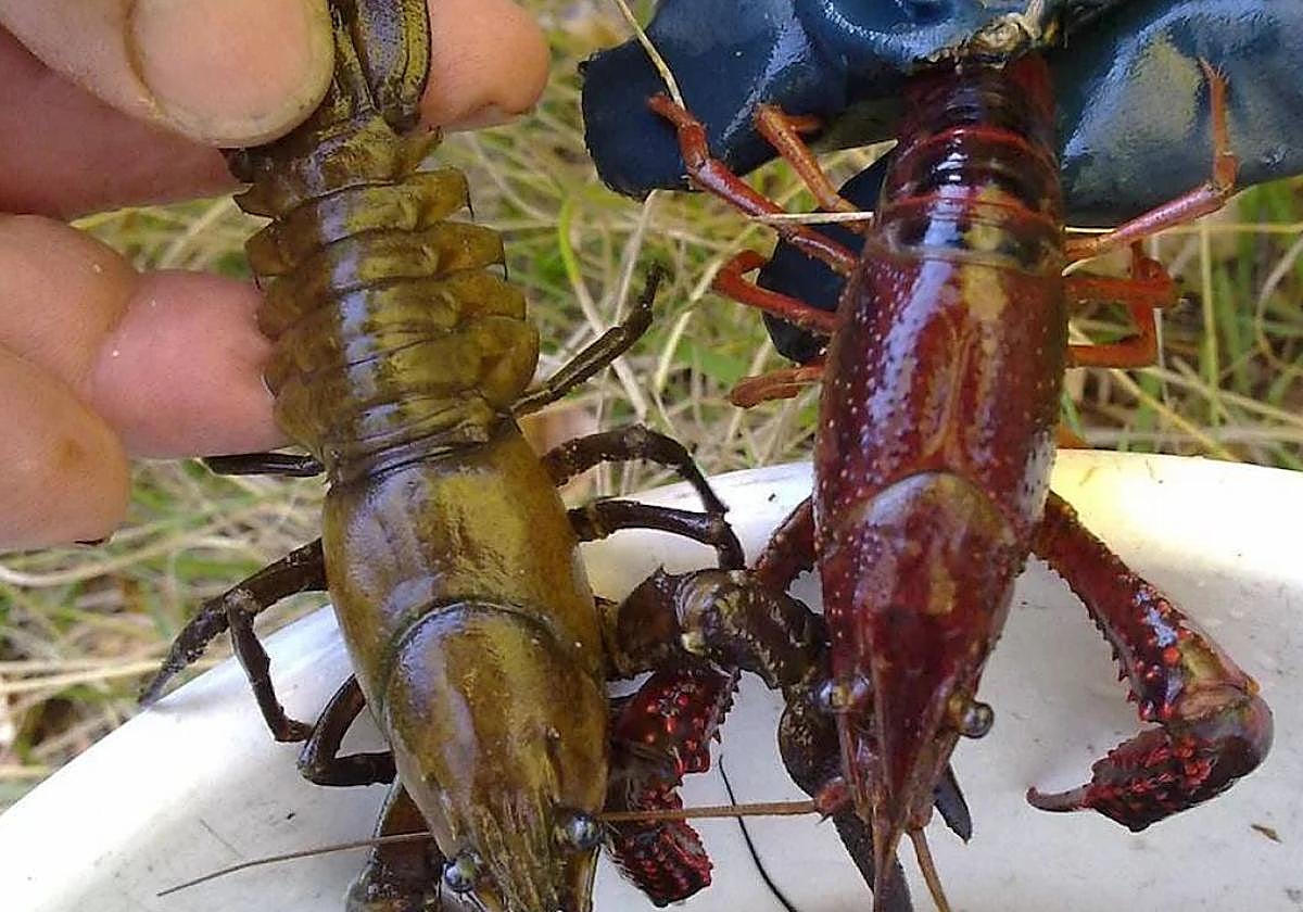 La CHD detecta 108 especies invasoras de flora y 20 de fauna en la cuenca del Duero