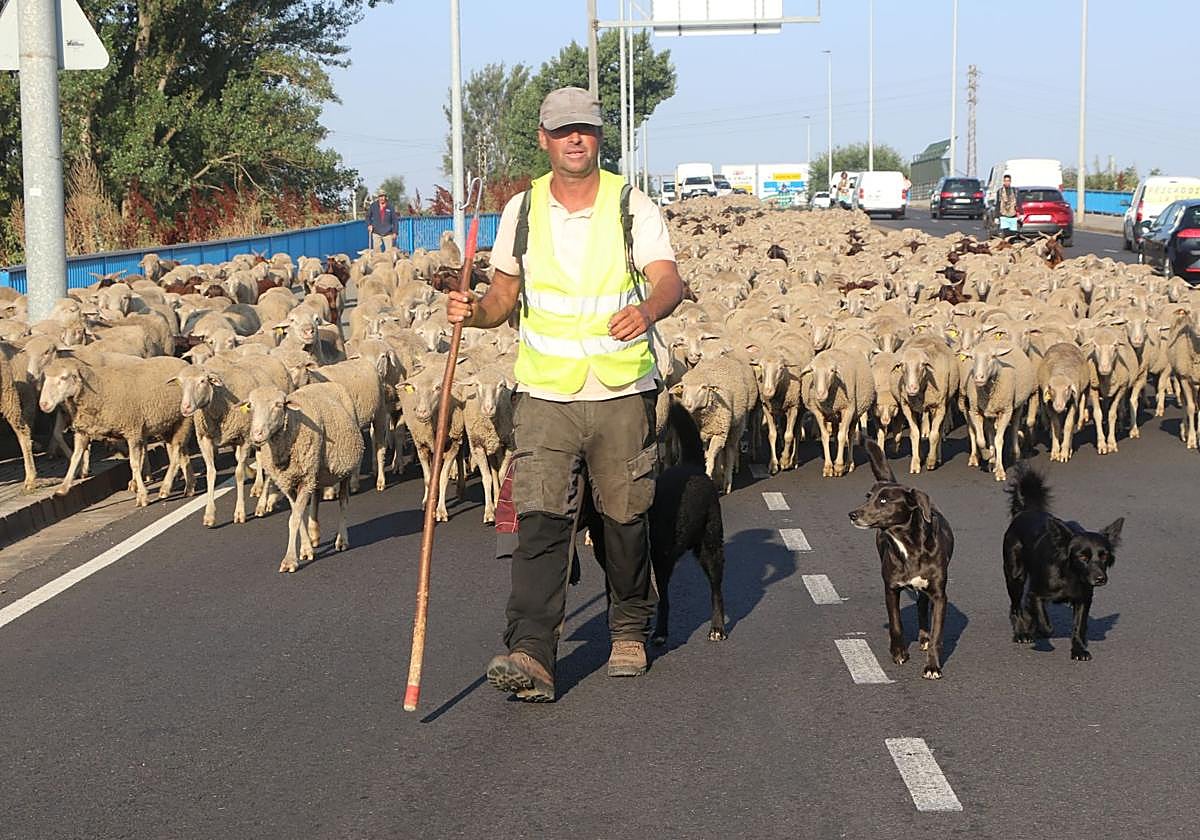 La trashumancia llega a León