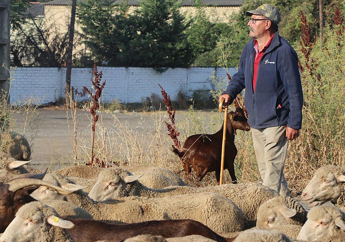 León late al compás de los cencerros: «Siempre me he dedicado al pastoreo»