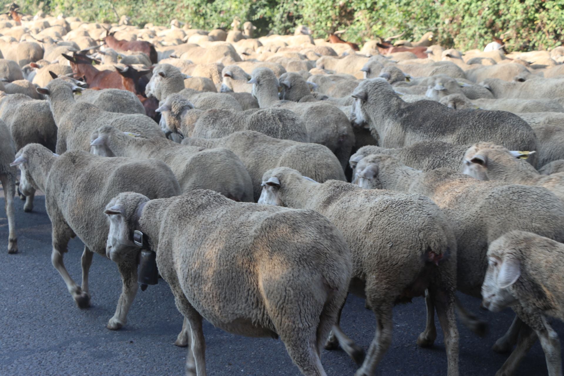 La trashumancia llega a León