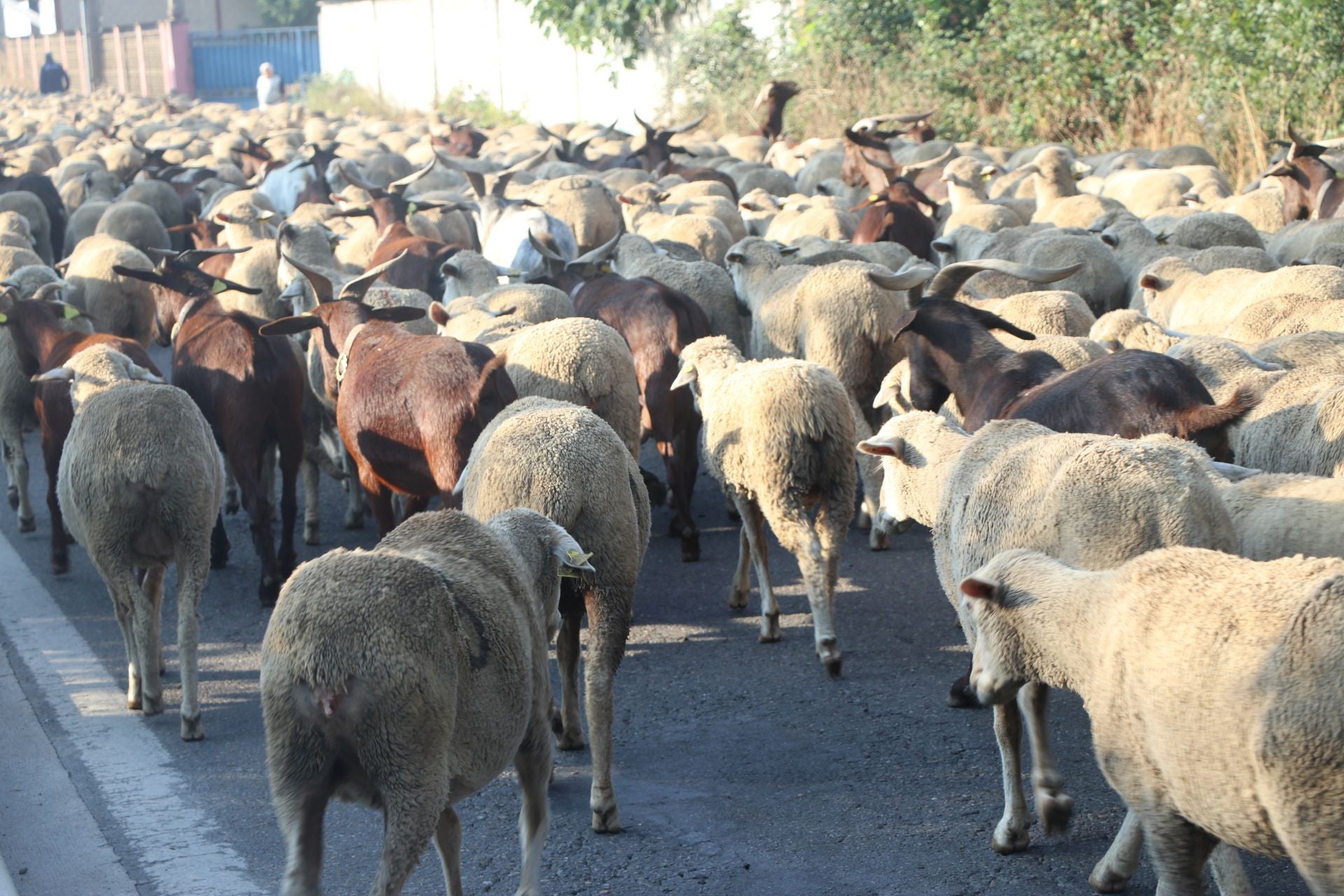 La trashumancia llega a León
