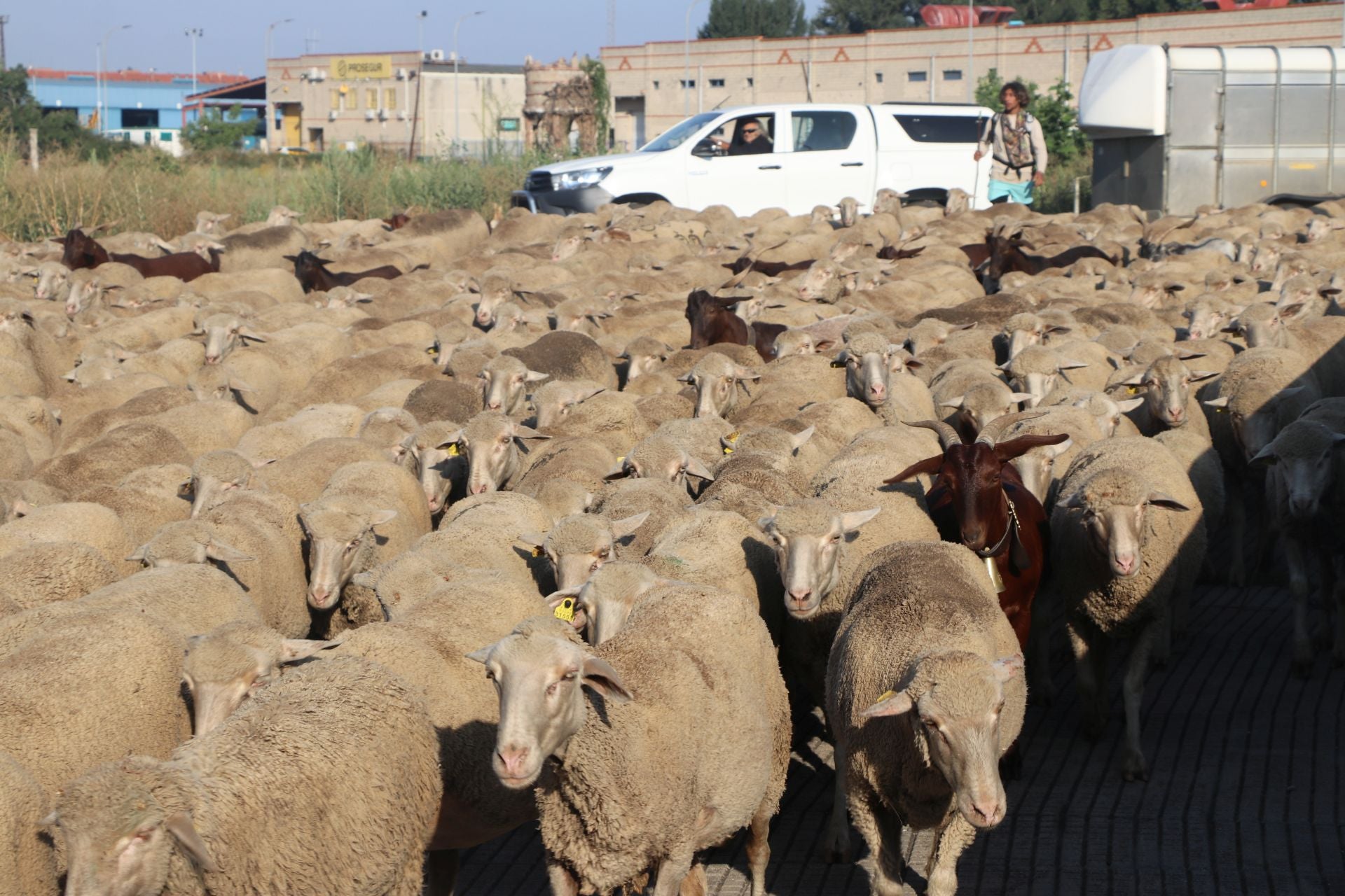 La trashumancia llega a León