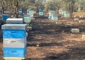 Los incendios arrasan el futuro de la apicultura en León: «Aunque las abejas sobrevivan, el lugar ya no sirve»