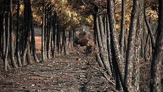Denuncian un posible homicidio imprudente de la Junta por la muerte de tres personas en los incendios