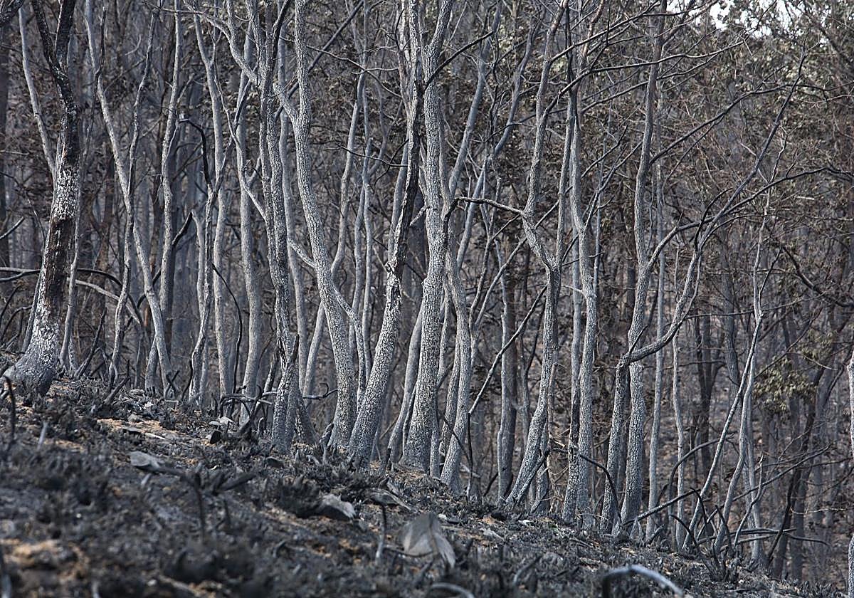Salen las ayudas para solicitar hasta 5.000 euros para los negocios afectados por los incendios