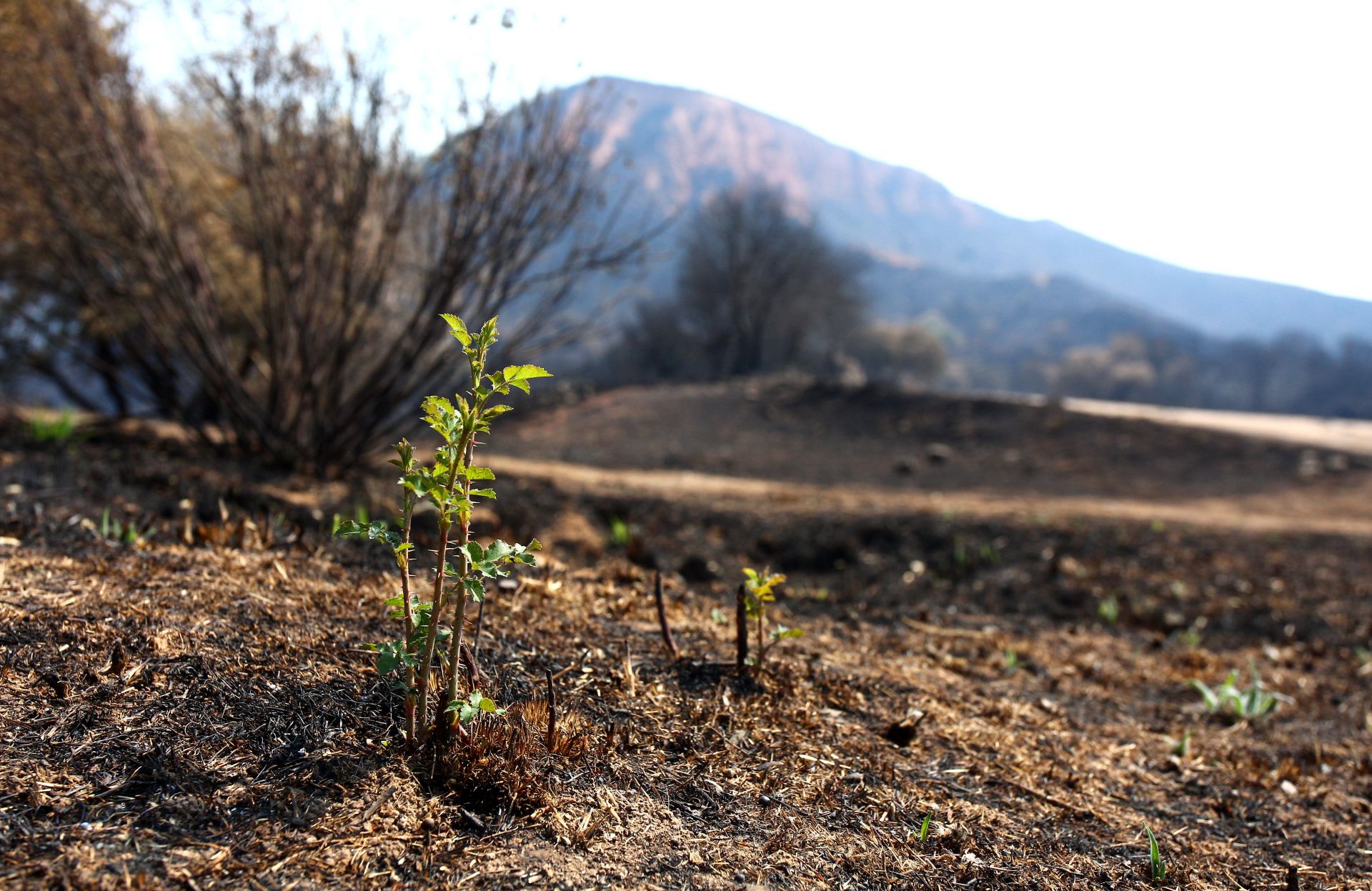 Brotes de vegetación en Las Médulas tras el incendio de días pasados.