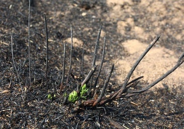 Las reproducciones obligan a subir a nivel 2 de peligrosidad el incendio forestal de Anllares del Sil