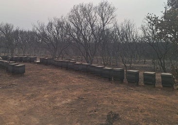 Apicultores consideran «insuficientes» las ayudas por colmena: «Pedimos excavadoras y nos dan palas»