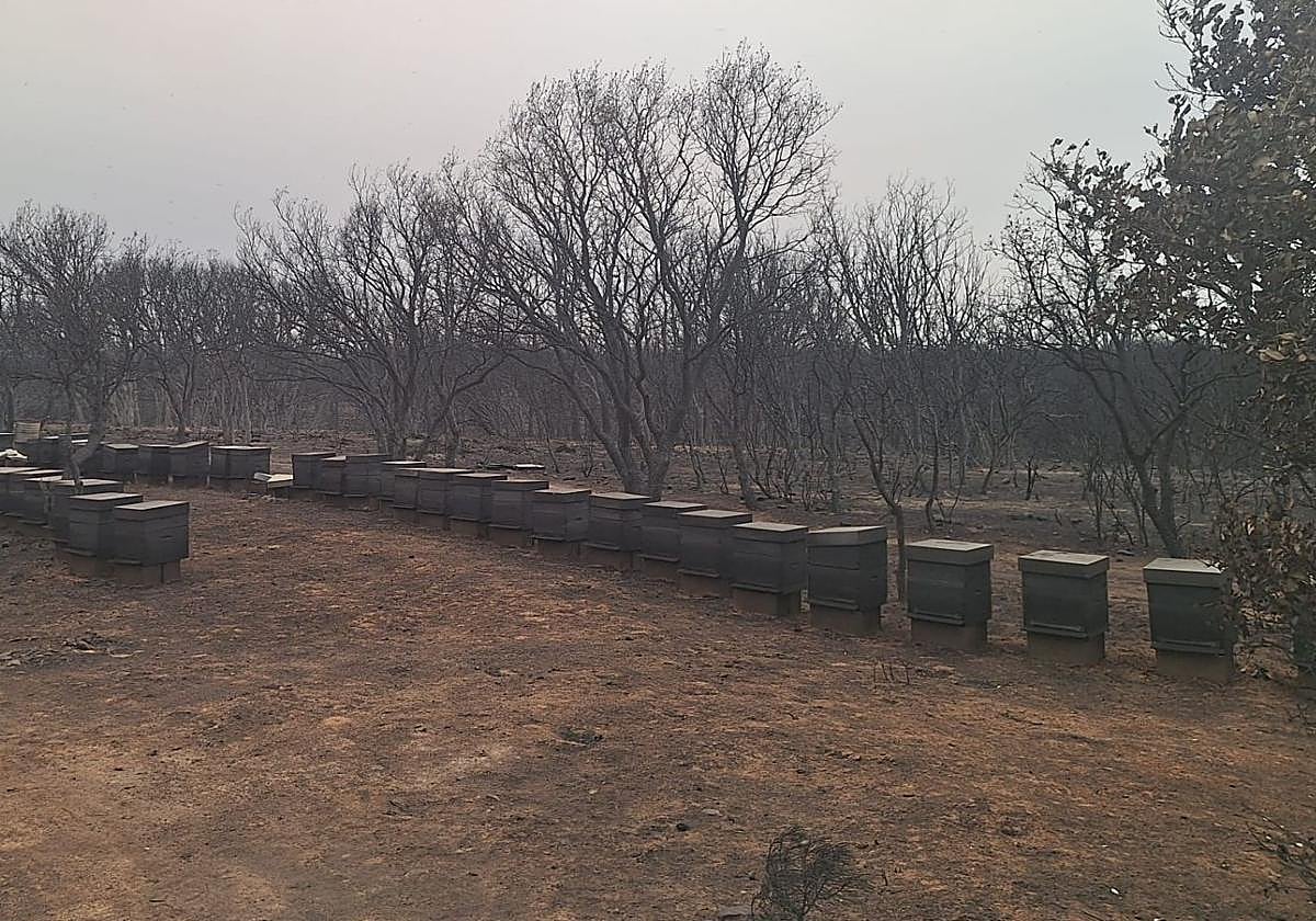Colmenas de Álvaro Lobato, uno de los apicultores más afectados, después del incendio de Castrocalbón.