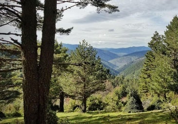 La 'suerte de pinos' y el bosque entre Burgos y Soria que resiste a los incendios