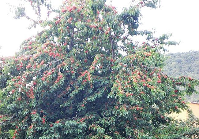 En años buenos los ceresiales se mostrarían así, con sus ramas cargadas y sostenidas por varales.