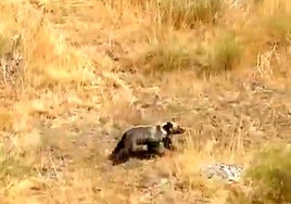 El osezno corretea por el monte.