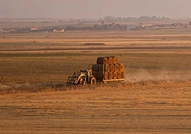 Campo de cultivo en Tierra de Campos.