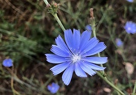 Una flor este verano en León.