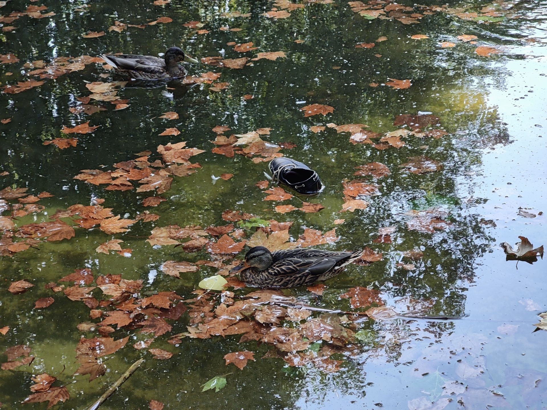 Las imágenes de la basura en el estanque del paseo Papalaguinda