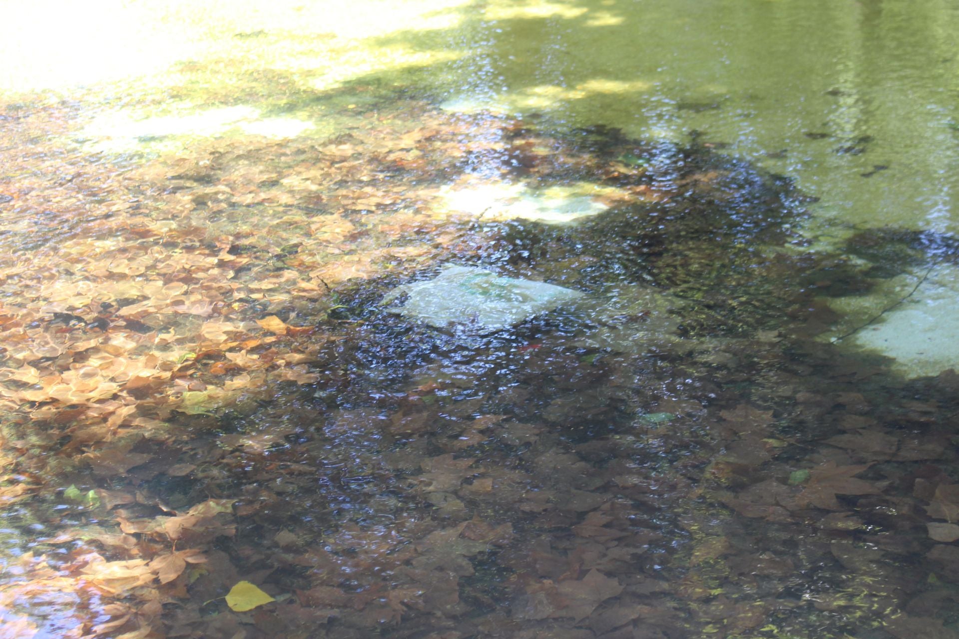 Las imágenes de la basura en el estanque del paseo Papalaguinda
