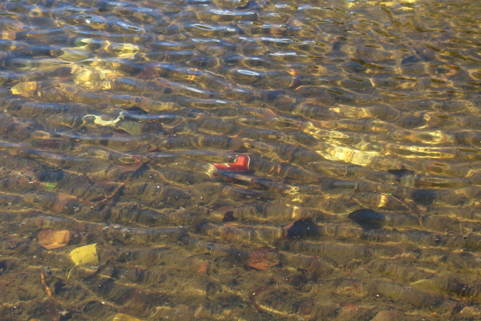 Las imágenes de la basura en el estanque del paseo Papalaguinda