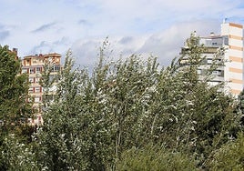 El viento mueve las ramos de los árboles en la orilla del Bernesga en León.