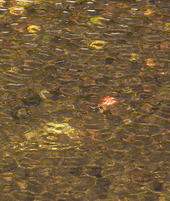 Imagen secundaria 2 - Zapato hundido, botella de plástico y lata, hundidos en el estanque el 11 de septiembre.