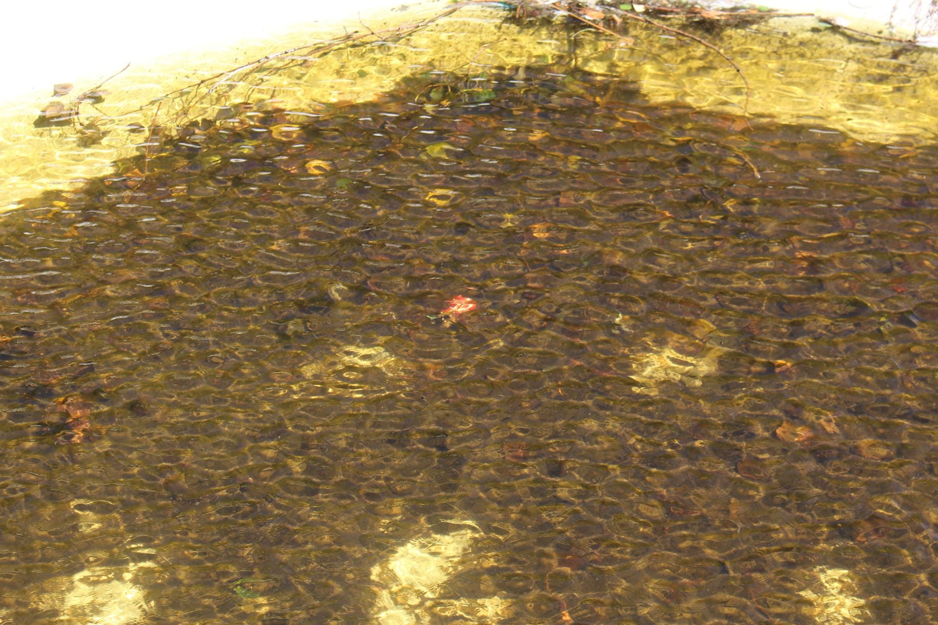 Las imágenes de la basura en el estanque del paseo Papalaguinda