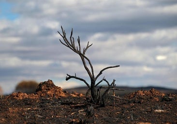 Las pérdidas por los incendios en León alcanzarían los 2.000 millones de euros