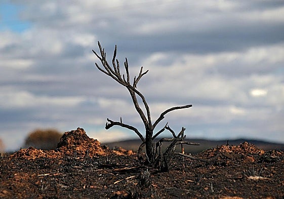 Las cicatrices de las llamas persisten en las casas de Castrocalbón y en sus alrededores.